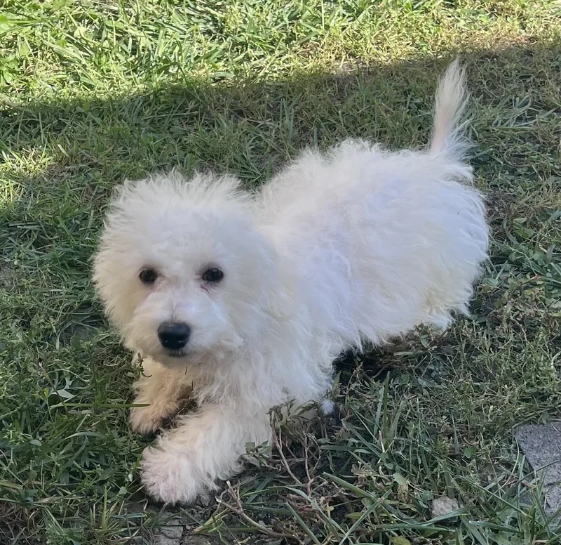 A baby small-sized male Bichon Frise dog named Aamon for adoption in Union Grove, WI