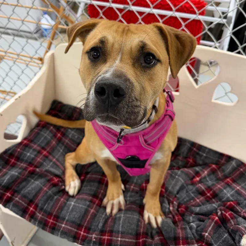 An adult medium-sized female Brown / Chocolate Terrier dog named Zoey for adoption in Middleburg Heights , OH