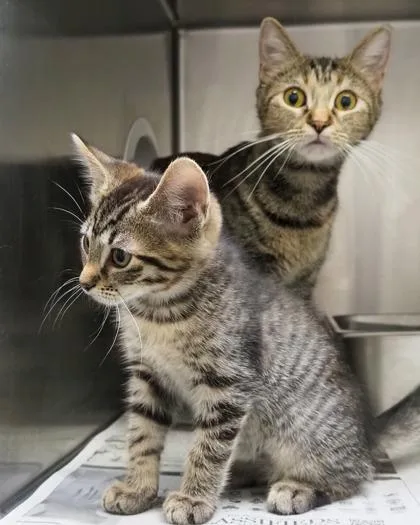 An adult small-sized female Domestic Short Hair cat named Betsy Ross for adoption in West Seneca, NY