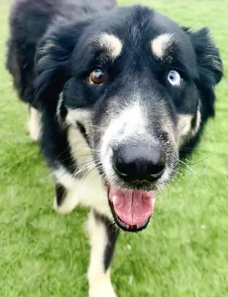 An adult medium-sized male Black Alaskan Malamute dog named Koda for adoption in Lenexa, KS