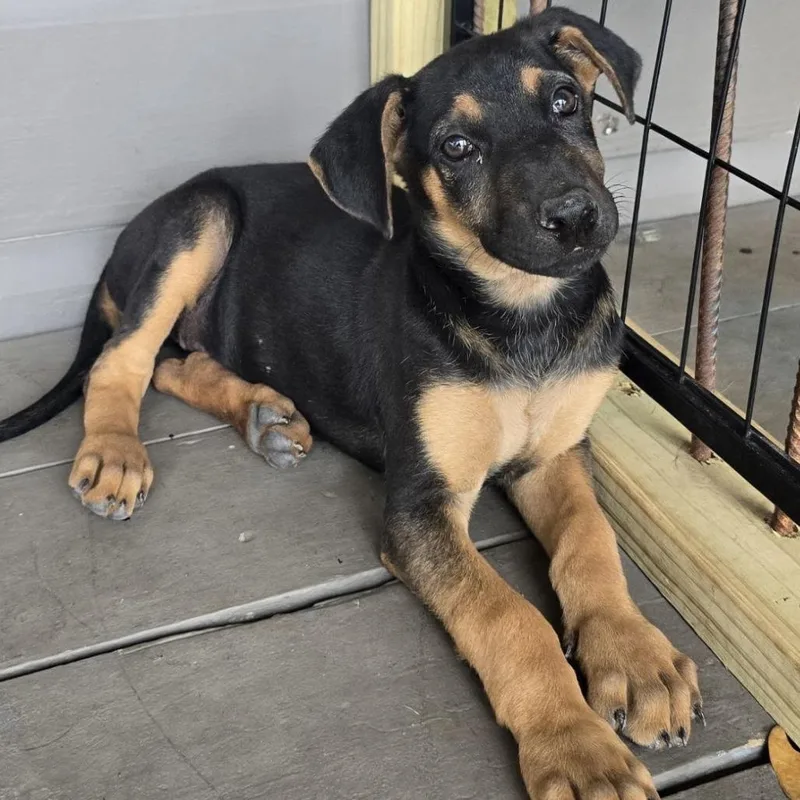 A baby medium-sized female Black Shepherd dog named Sheila for adoption in West Islip, NY