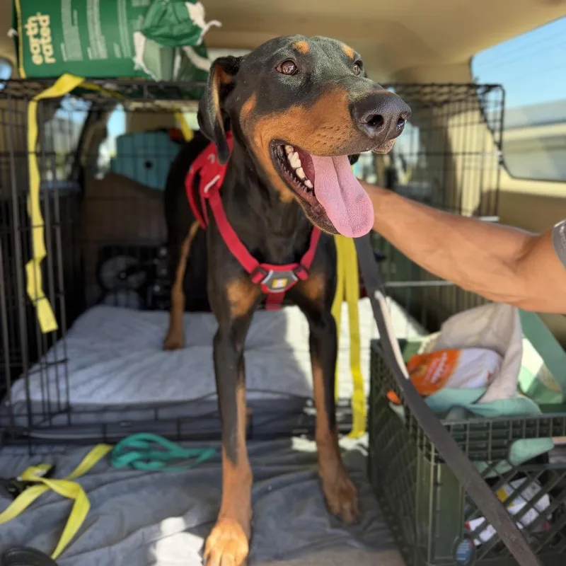 A young medium-sized male Doberman Pinscher dog named Marty for adoption in Myakka City, FL