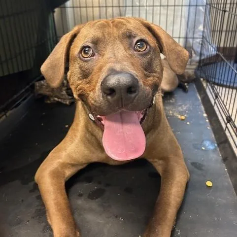 An adult small-sized male Labrador Retriever dog named Java for adoption in Knoxville, TN