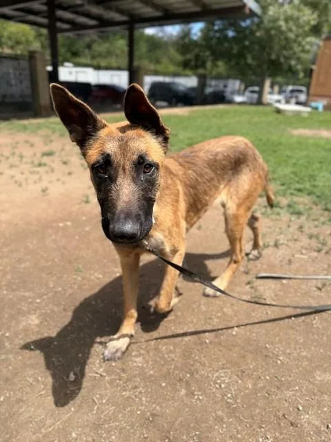 A young medium-sized female German Shepherd Dog dog named Lulu for adoption in Riverside, CA