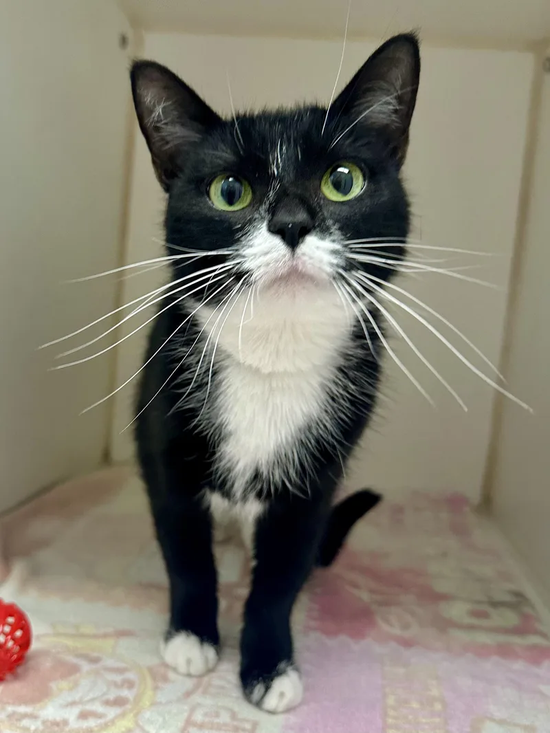 An adult medium-sized female Domestic Short Hair cat named Puff Puff for adoption in Reisterstown, MD
