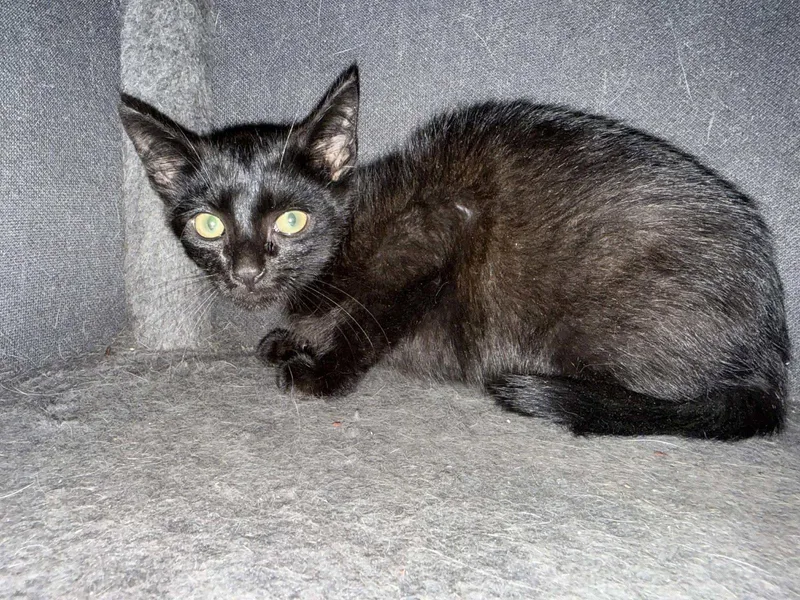 A baby medium-sized male Domestic Short Hair cat named Teriyaki Sauce for adoption in Forest, VA