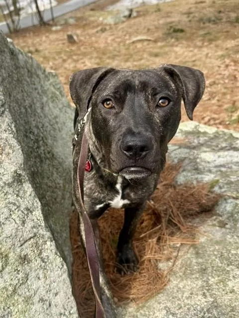 A young medium-sized male Plott Hound dog named Manny for adoption in Dedham, MA