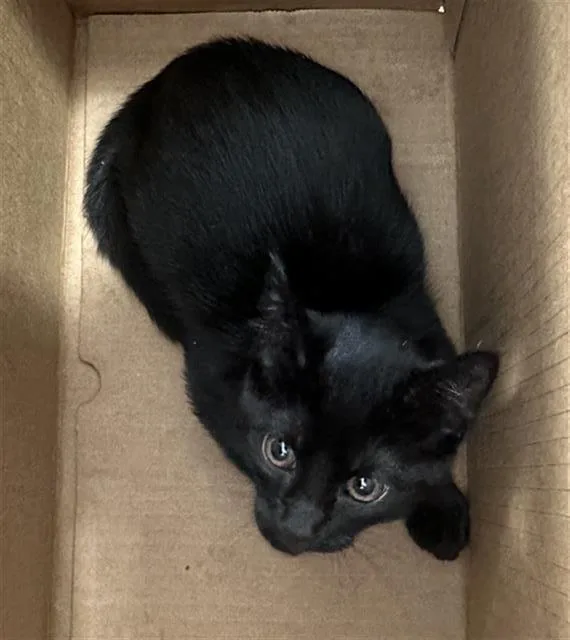 A baby medium-sized female Domestic Short Hair cat named Cleo for adoption in Dallas, TX