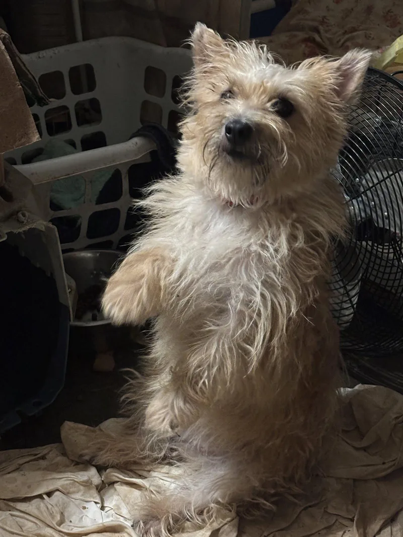 A young small-sized female Cairn Terrier dog named Marigold for adoption in Rye, NH