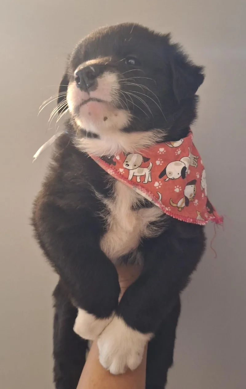 Princess Tiana "disney Litter" thumbnail 2