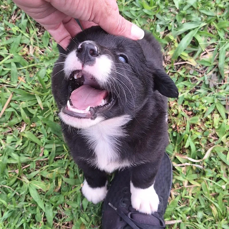 A baby medium-sized female White / Cream Labrador Retriever dog named Princess Tiana "disney Litter" for adoption in New York, NY