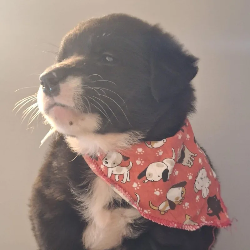 Princess Tiana "disney Litter" thumbnail 3