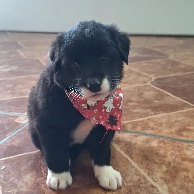 Princess Tiana "disney Litter" thumbnail 4