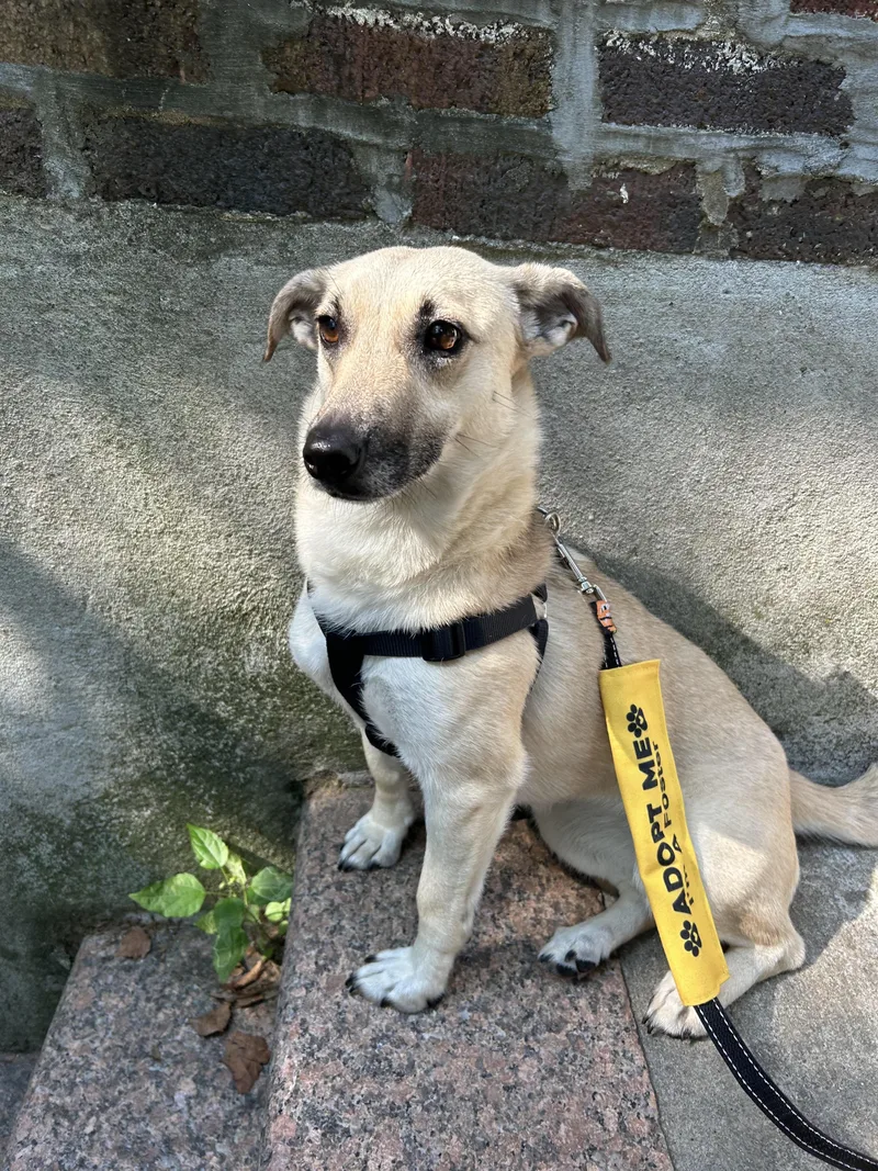 An adult small-sized female Mixed Breed dog named Crystal for adoption in New York, NY