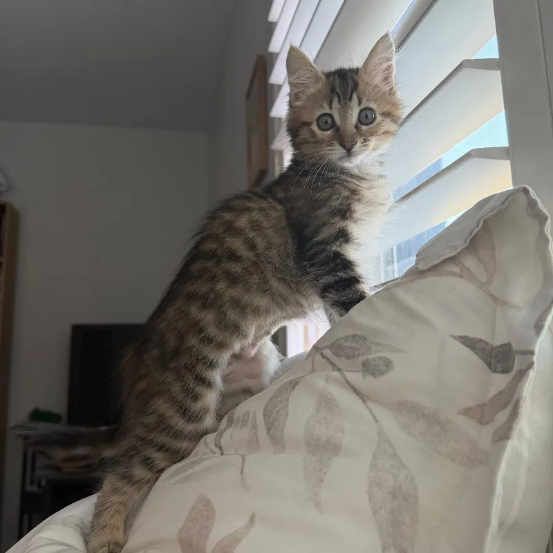 A baby small-sized female Brown / Chocolate Domestic Short Hair cat named Pesto for adoption in Long Beach, CA