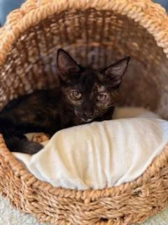 A young medium-sized female Tortoiseshell cat named Ashlyn for adoption in Parlier, CA