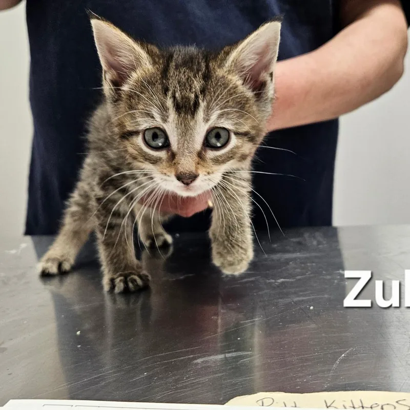 A baby small-sized female Brown / Chocolate Domestic Short Hair cat named Zubi for adoption in Oneonta, NY