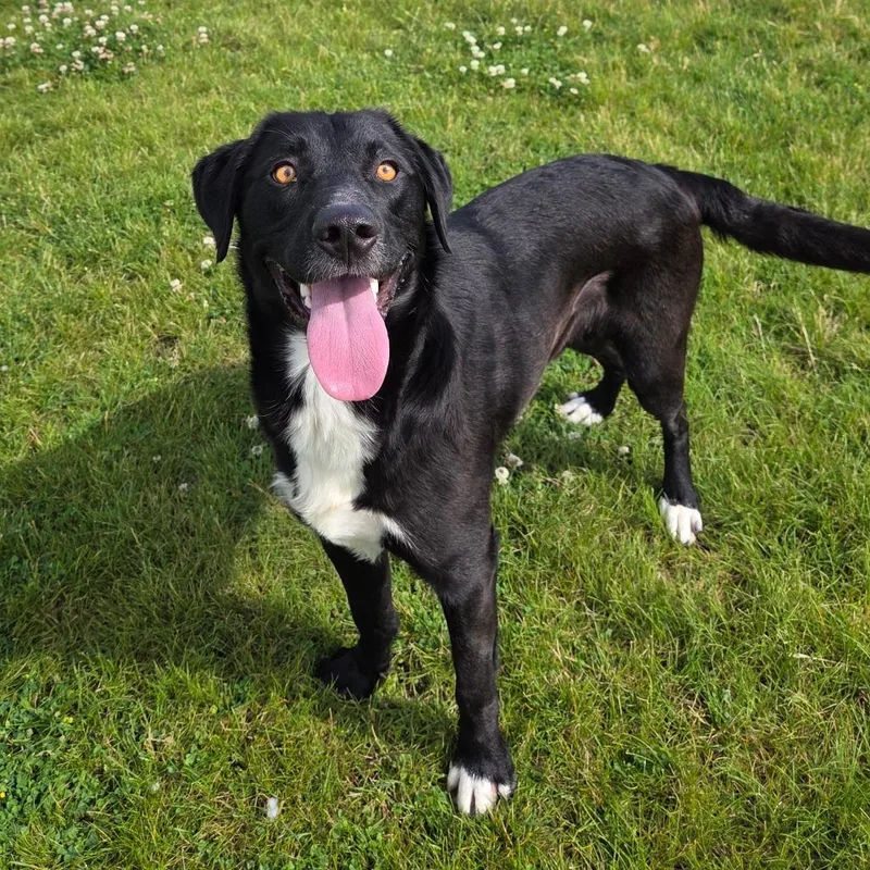 An adult medium-sized male Black Border Collie dog named Fuego for adoption in Pontiac, IL