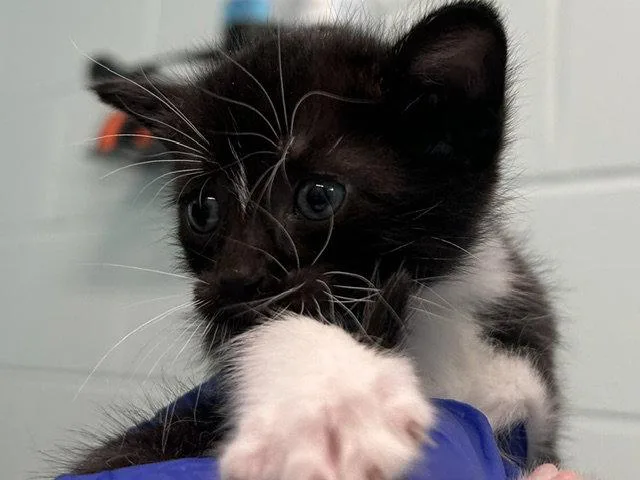A baby small-sized female Black & White / Tuxedo Domestic Short Hair cat named Sunscreen for adoption in Tavares, FL