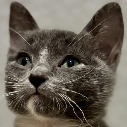 A baby medium-sized female Domestic Short Hair cat named New Jersey for adoption in Pleasanton, CA