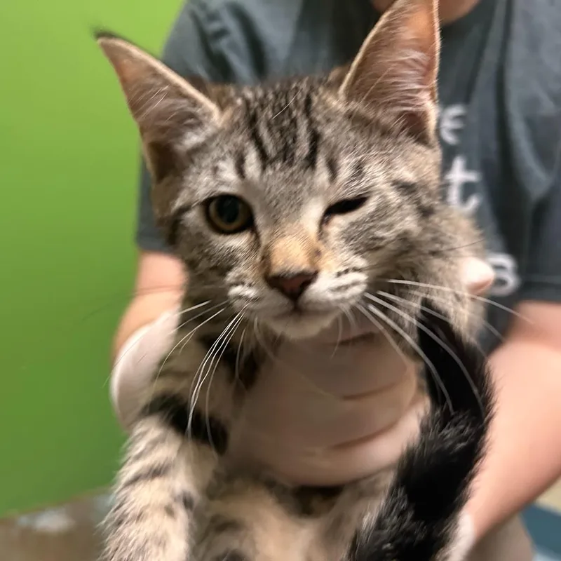 A baby small-sized female Domestic Short Hair cat named Sky for adoption in Woodinville, WA