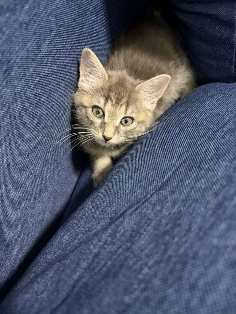 A baby medium-sized female Domestic Short Hair cat named Appa for adoption in Jersey City, NJ