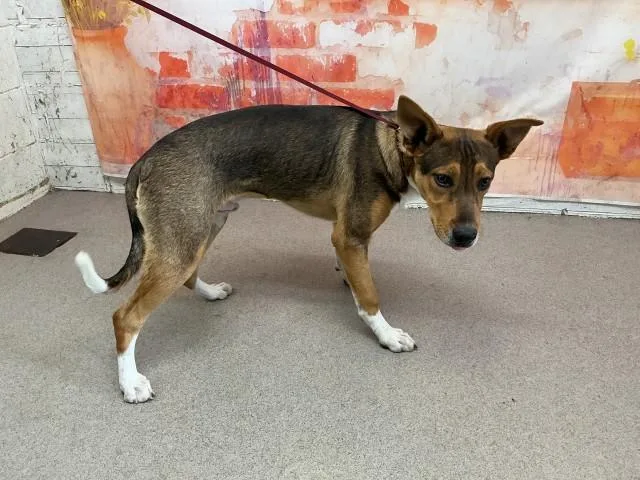 A young medium-sized male German Shepherd Dog dog named Commander for adoption in San Bernardino, CA