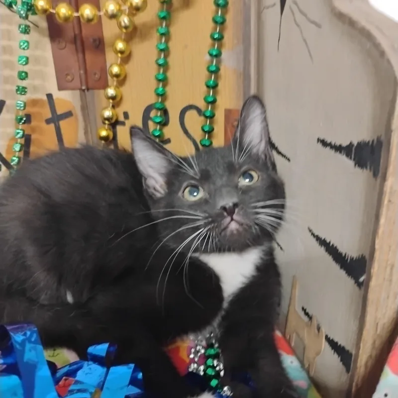 A baby medium-sized male Black & White / Tuxedo Tuxedo cat named Heartbreak Prince Lb M for adoption in Phoenix, AZ
