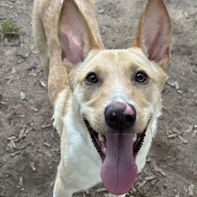 A young medium-sized male Yellow / Tan / Blond / Fawn Mixed Breed dog named Morty for adoption in Springfield, MA