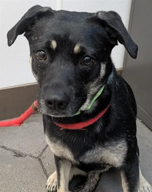 A young large-sized female German Shepherd Dog dog named Raya for adoption in Tucson, AZ
