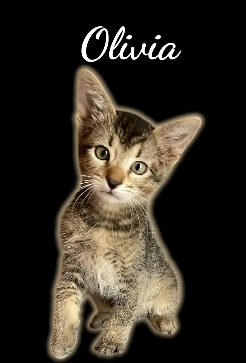 A baby small-sized female Tabby (Brown / Chocolate) Domestic Short Hair cat named Olivia for adoption in Auburn, CA