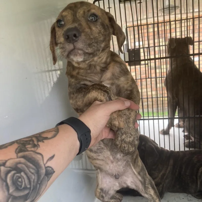 A baby small-sized male Brindle Pit Bull Terrier dog named It's a Scorcher for adoption in Beaumont, TX