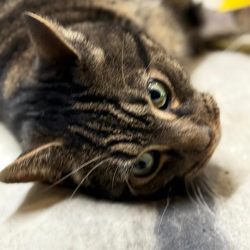 Mr. November thumbnail 4