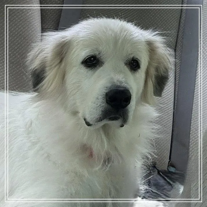 An adult large-sized female Great Pyrenees dog named Rita for adoption in Atlanta, GA