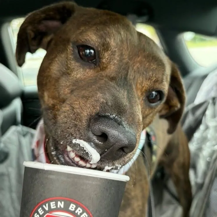 An adult medium-sized male Brindle Plott Hound dog named Pumpkin for adoption in Griswold, CT