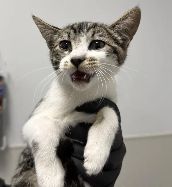 A baby small-sized female Domestic Short Hair cat named Slug for adoption in San Diego, CA