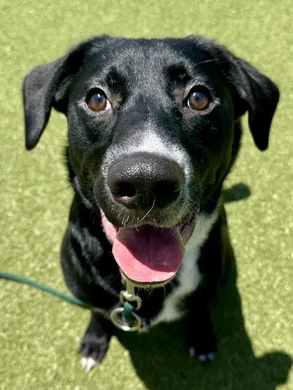 An adult large-sized male Black Mixed Breed dog named Thel for adoption in Wichita, KS