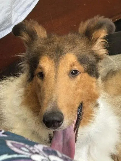 Indy Rex