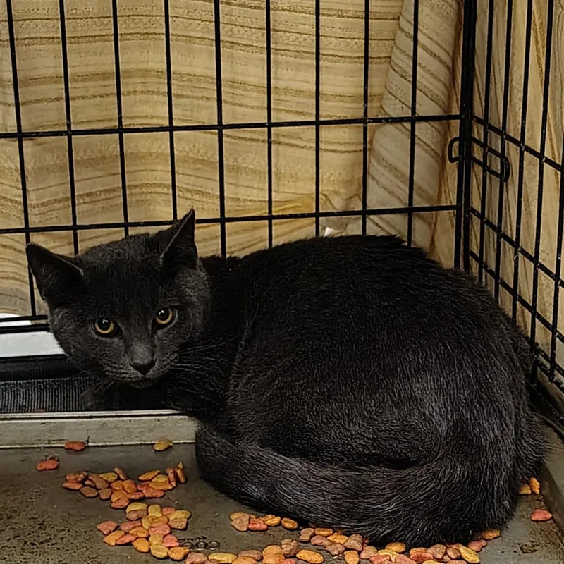 A baby small-sized male Gray / Blue / Silver American Shorthair cat named Spaz for adoption in Coos Bay, OR