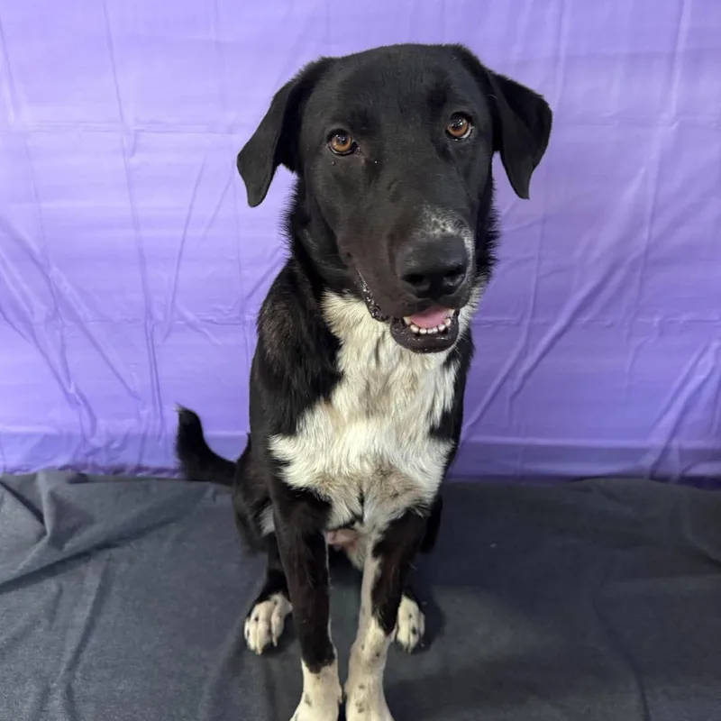 A young large-sized female Labrador Retriever dog named Briar for adoption in Chickasha, OK