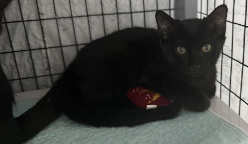 A young medium-sized male Black Domestic Short Hair cat named Baked Beans for adoption in Satellite Beach, FL