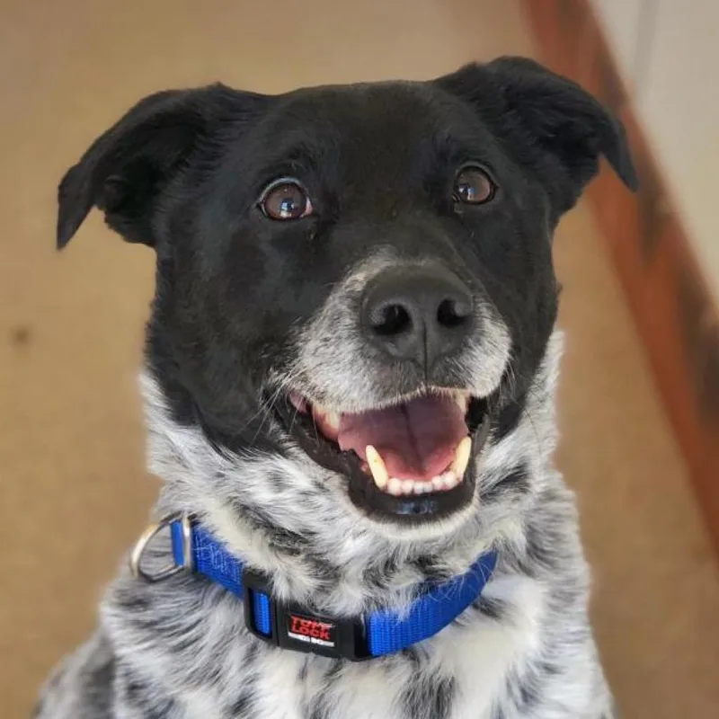 Riff Raff thumbnail 4