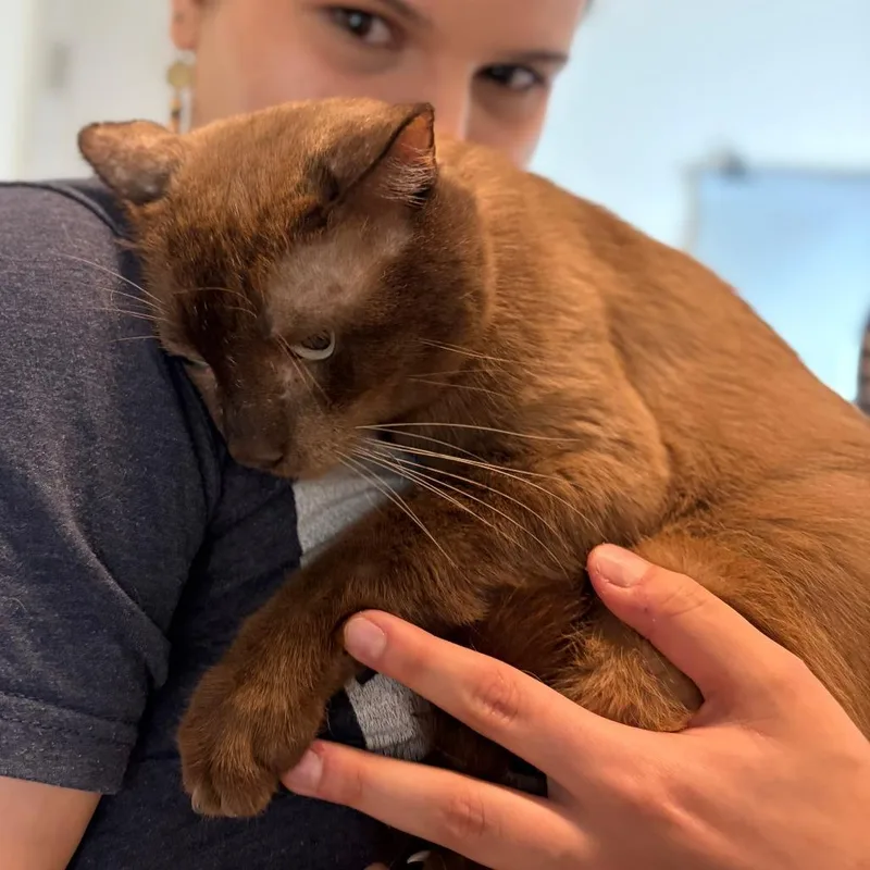 An adult medium-sized male Brown / Chocolate Siamese cat named Moose for adoption in San Antonio, TX
