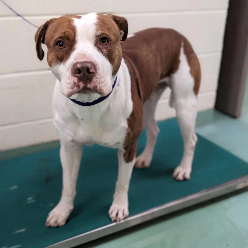 An adult medium-sized male Brown / Chocolate Mixed Breed dog named Cash for adoption in Memphis, TN