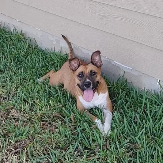 Nala