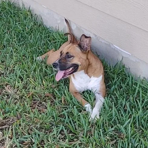 Nala thumbnail 3