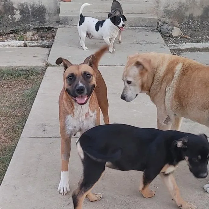 Nala thumbnail 5