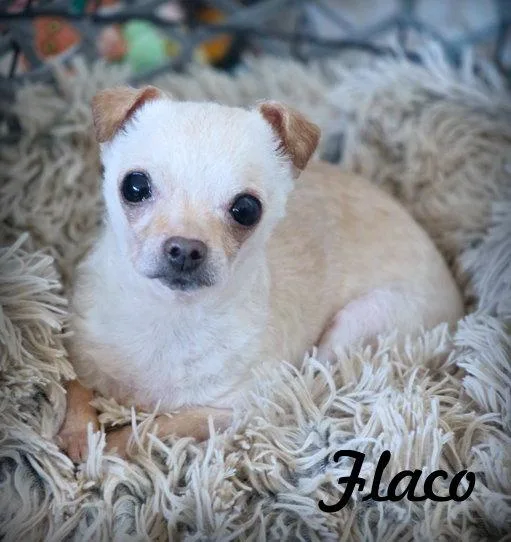 Flaco thumbnail 2