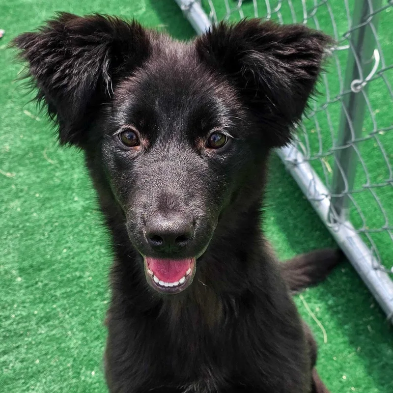 A baby medium-sized female Black Labrador Retriever dog named Razberry for adoption in Gainesville, TX
