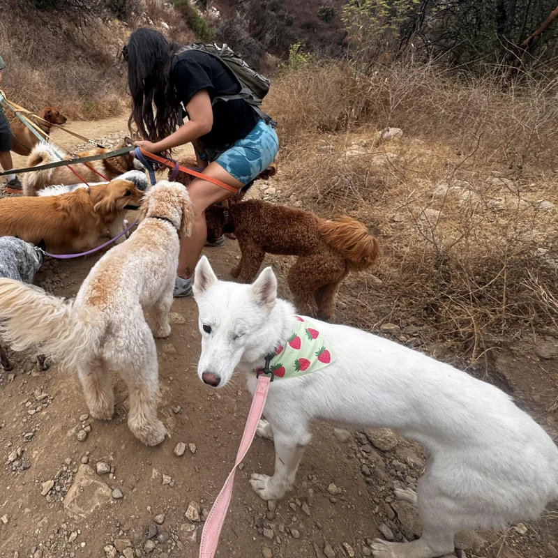 A young medium-sized female Husky dog named Ariel for adoption in BURBANK, CA